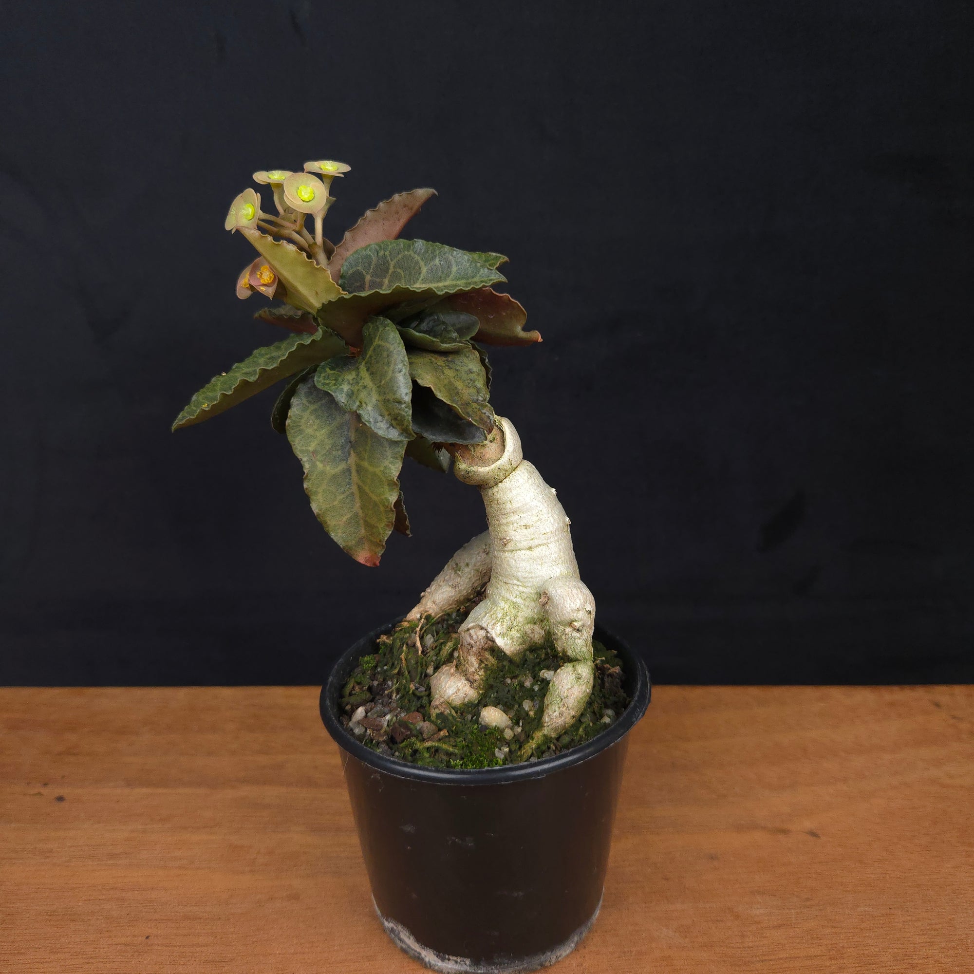 Euphorbia francoisii 'Sip-Gaao' – Koh Tao Oak Leaf with Multifurcate Caudex (WA Prohibited)