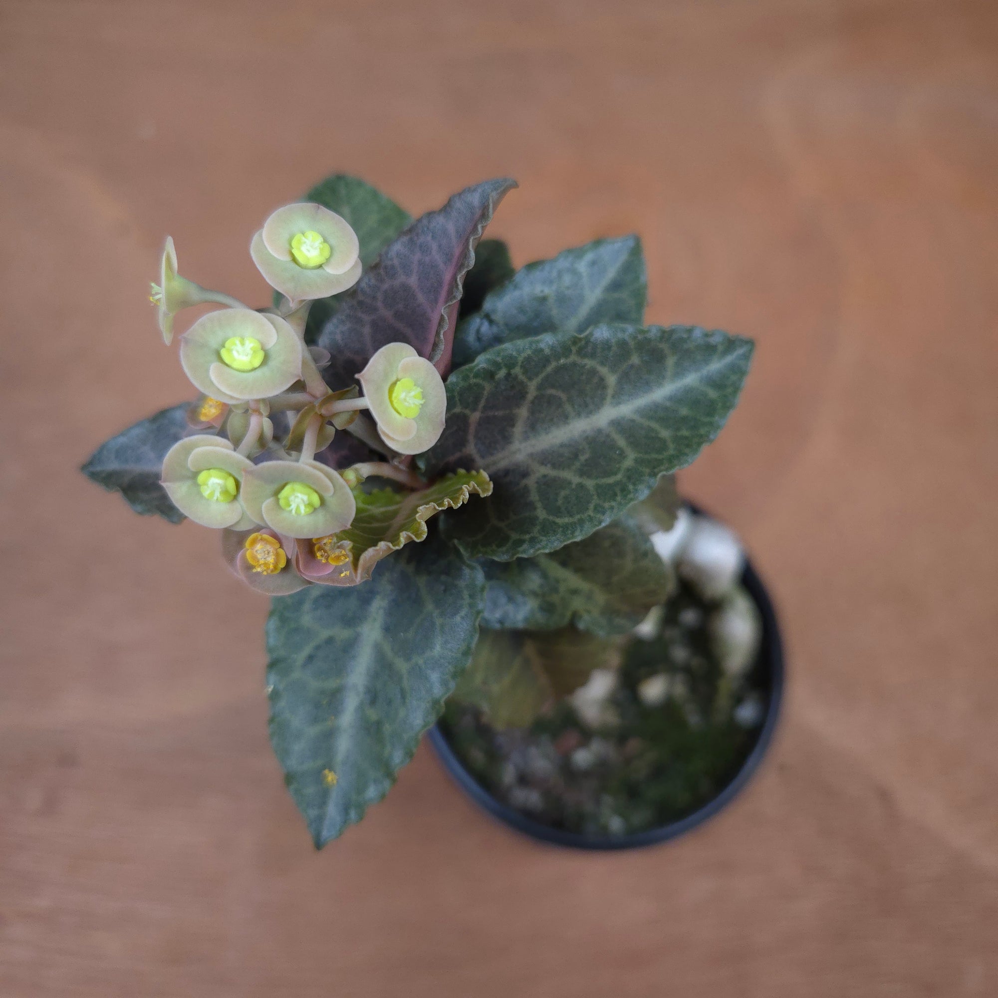 Euphorbia francoisii 'Sip-Gaao' – Koh Tao Oak Leaf with Multifurcate Caudex (WA Prohibited)