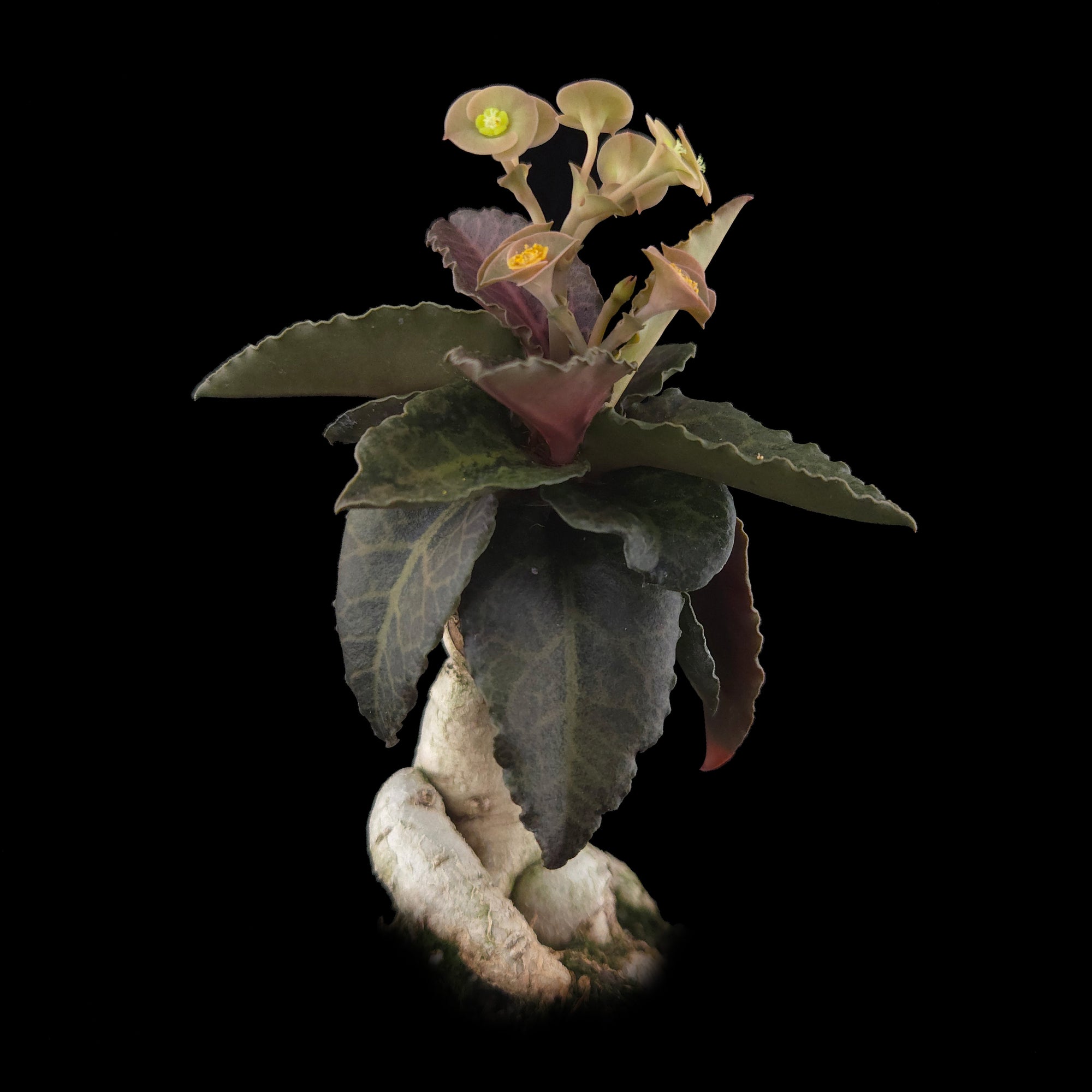 Euphorbia francoisii 'Sip-Gaao' – Koh Tao Oak Leaf with Multifurcate Caudex (WA Prohibited)