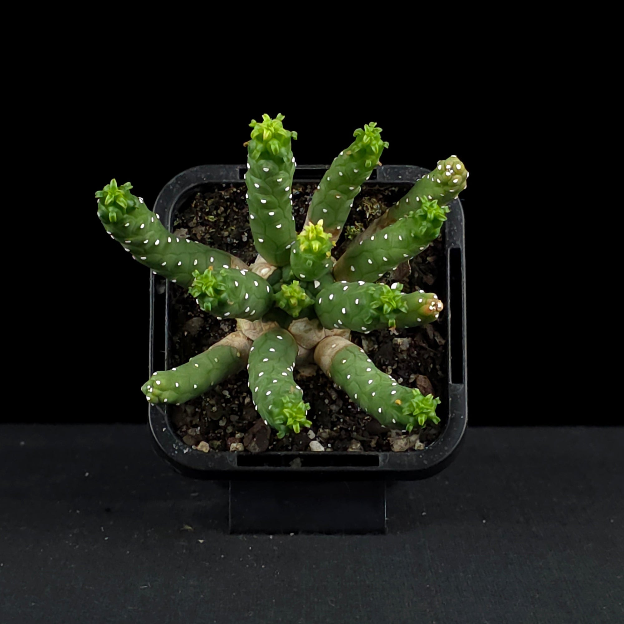 Euphorbia inermis (WA Prohibited)