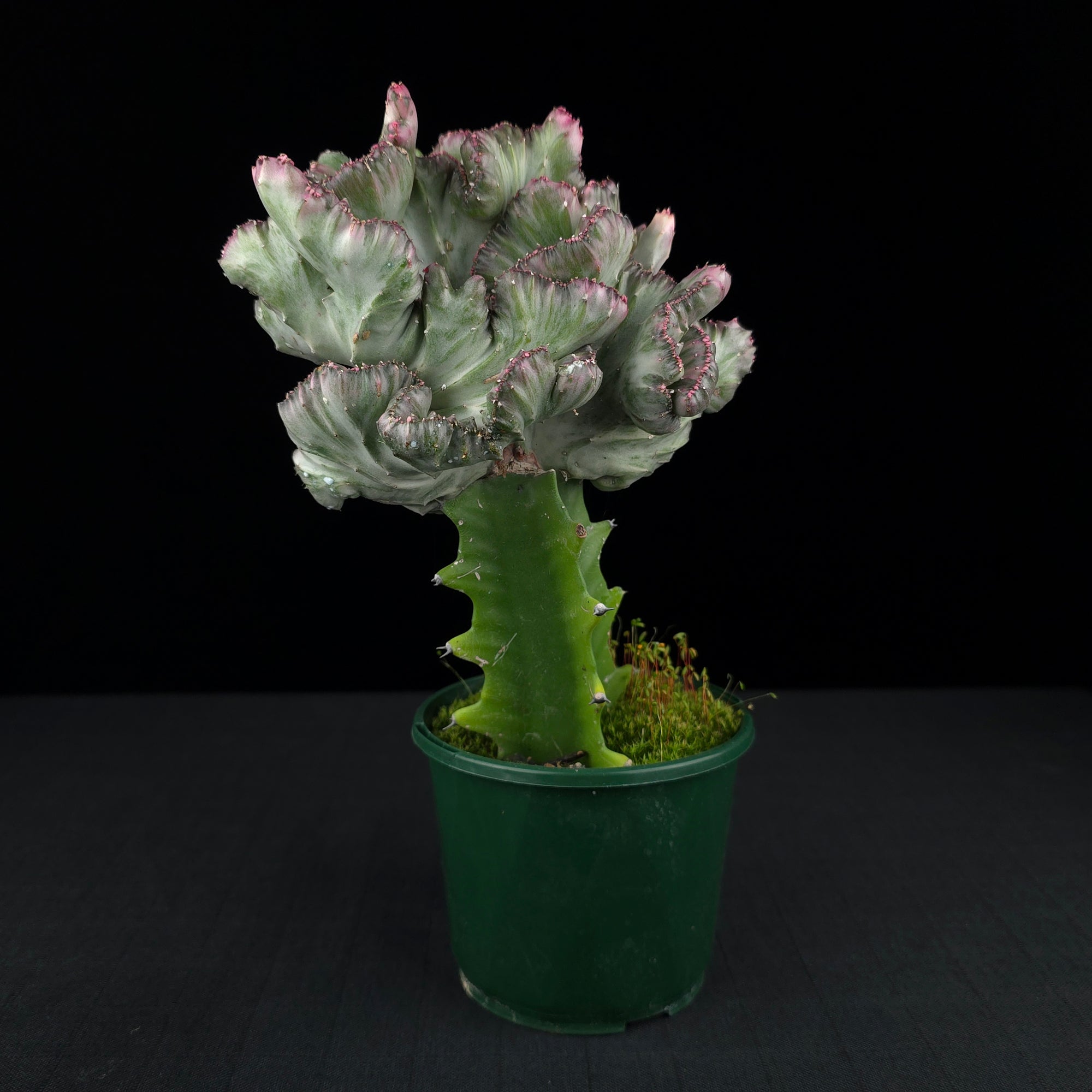 Euphorbia lactea 'Cristata Variegata' - The Coral Cactus (WA Prohibited)