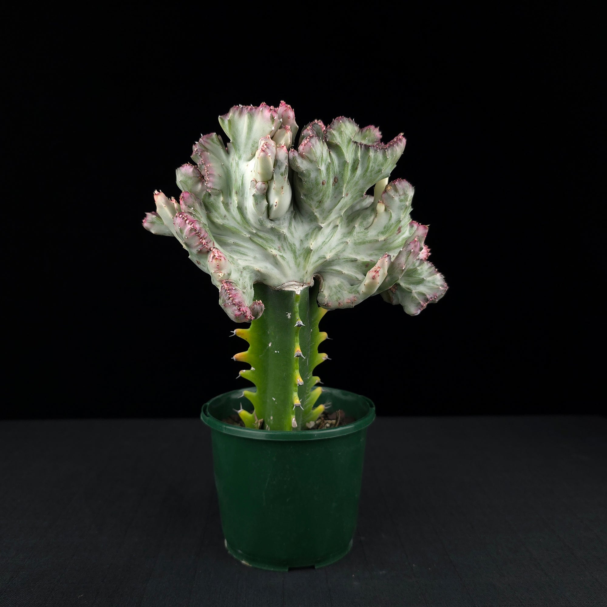 Euphorbia lactea 'Cristata Variegata' - The Coral Cactus (WA Prohibited)