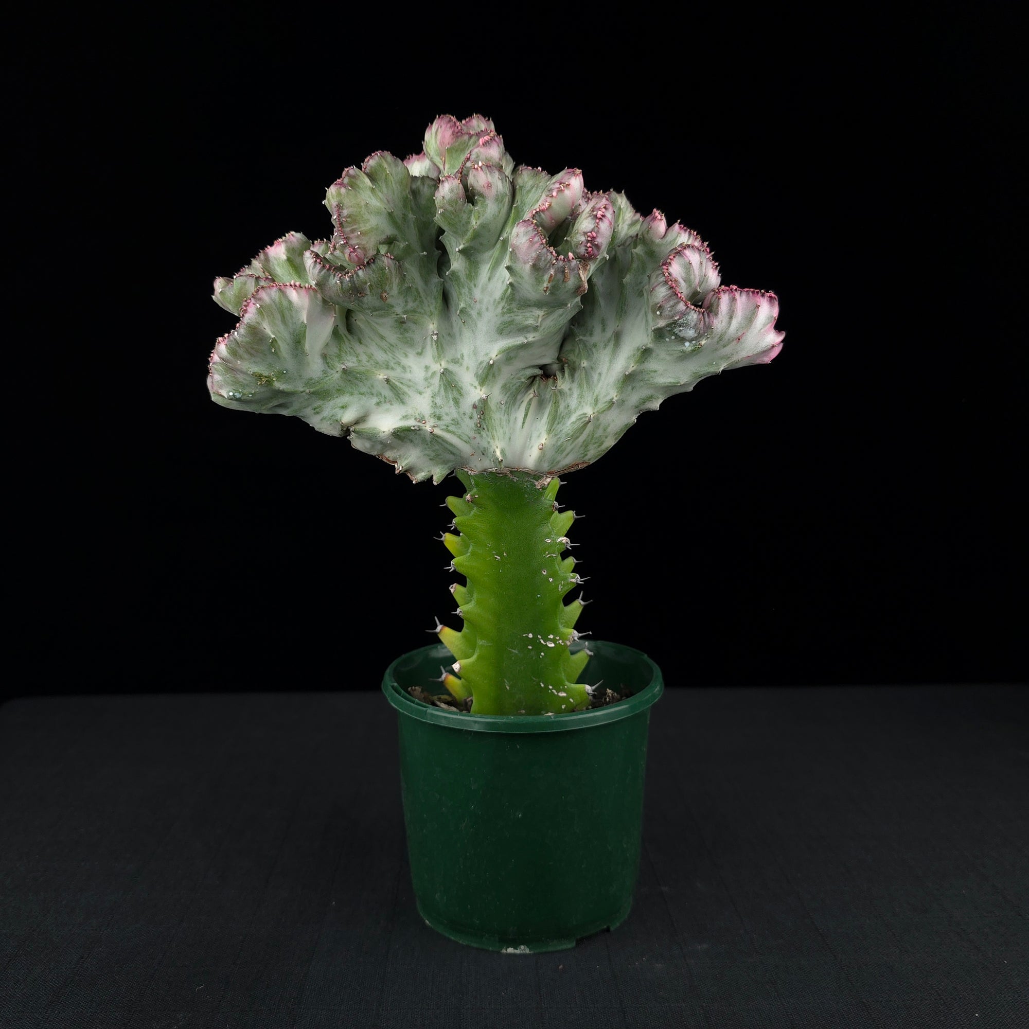 Euphorbia lactea 'Cristata Variegata' - The Coral Cactus (WA Prohibited)