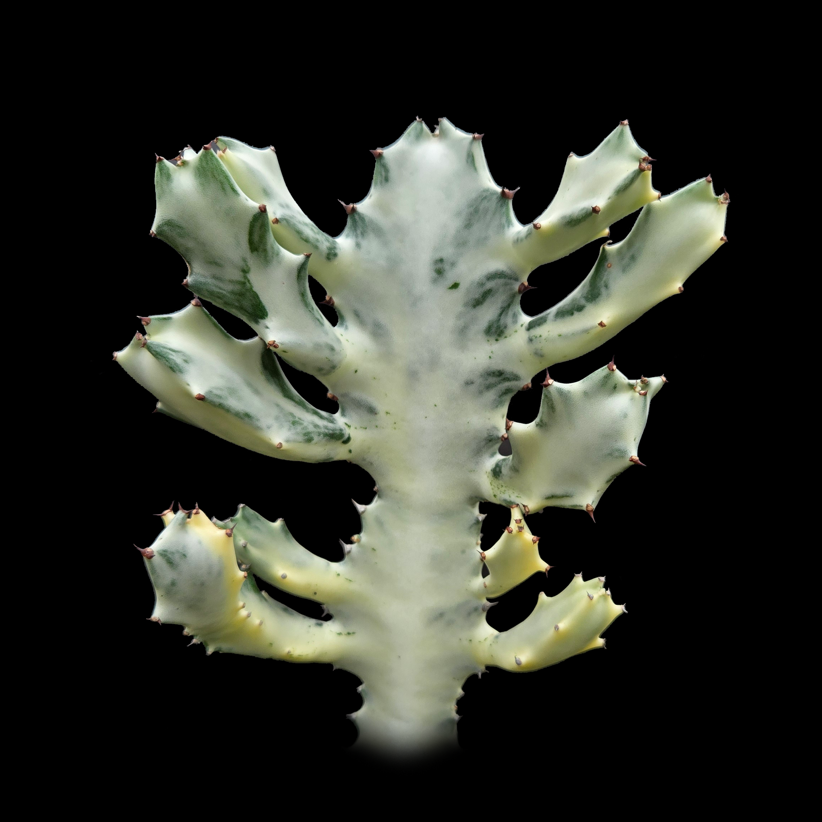 Euphorbia lactea 'Grey Ghost' (WA Prohibited)