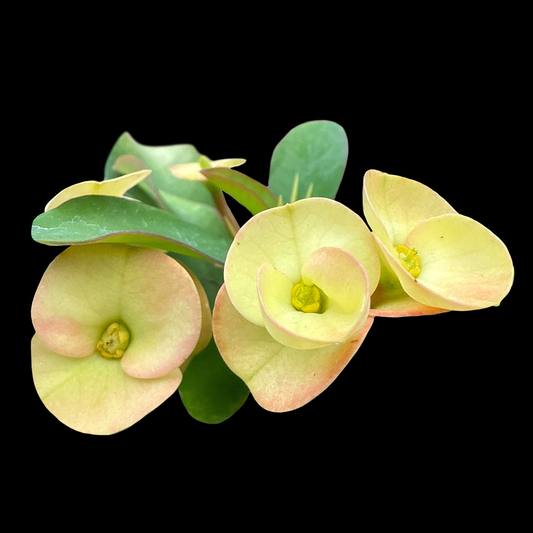 Euphorbia milii 'Golden Orb' - Crown of Thorns (WA Prohibited)