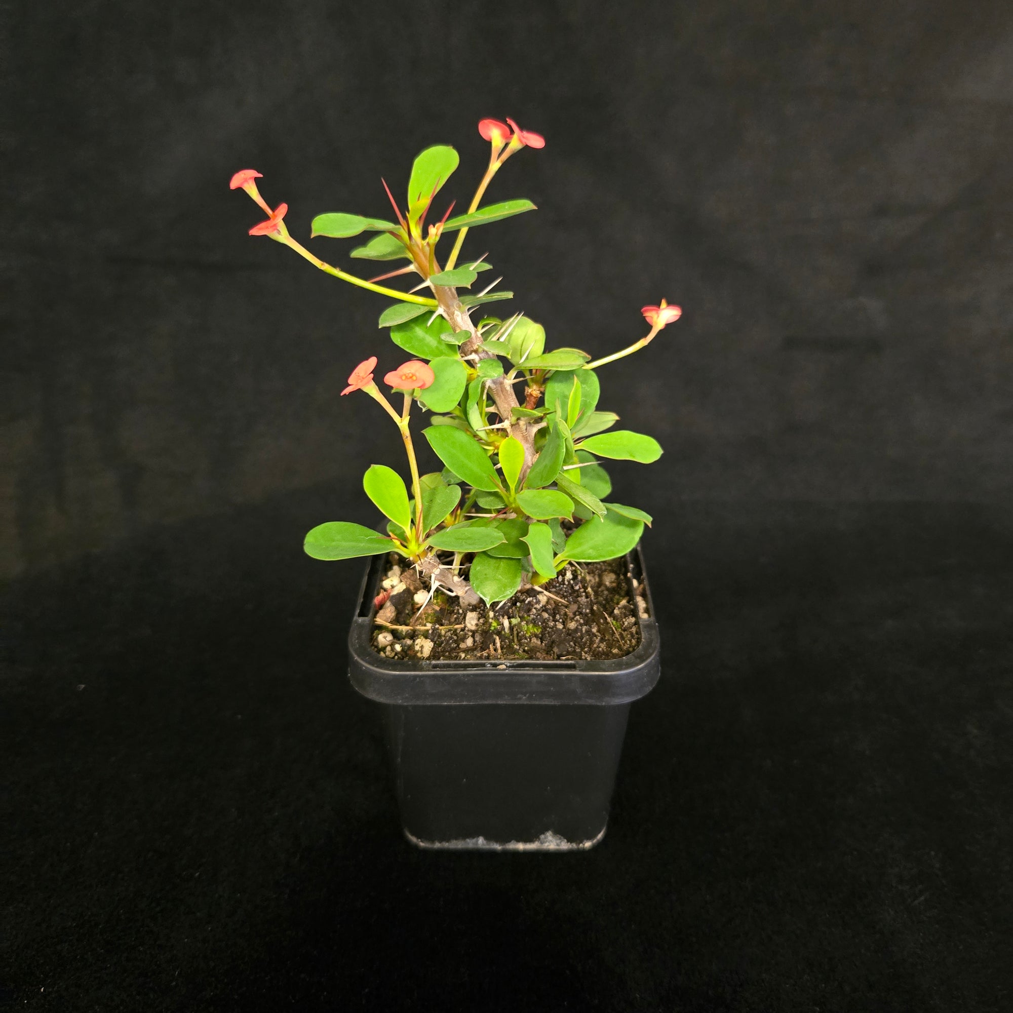 Euphorbia-milii-Lucky-Lady-Plant