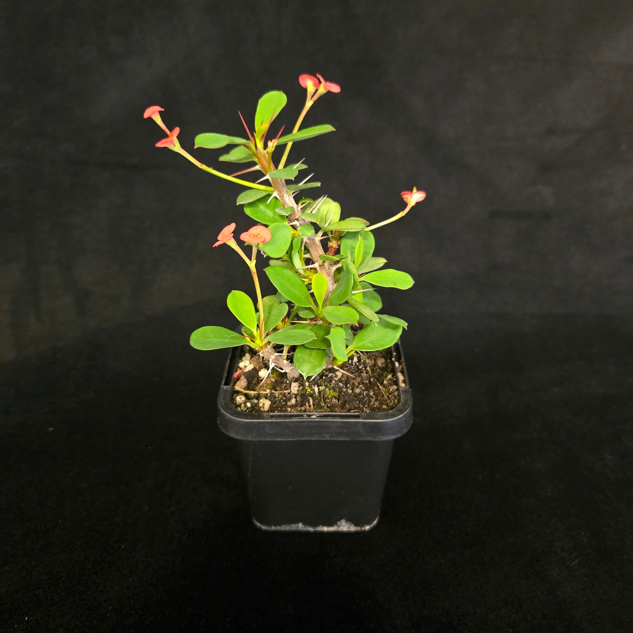Euphorbia-milii-Lucky-Lady-Plant
