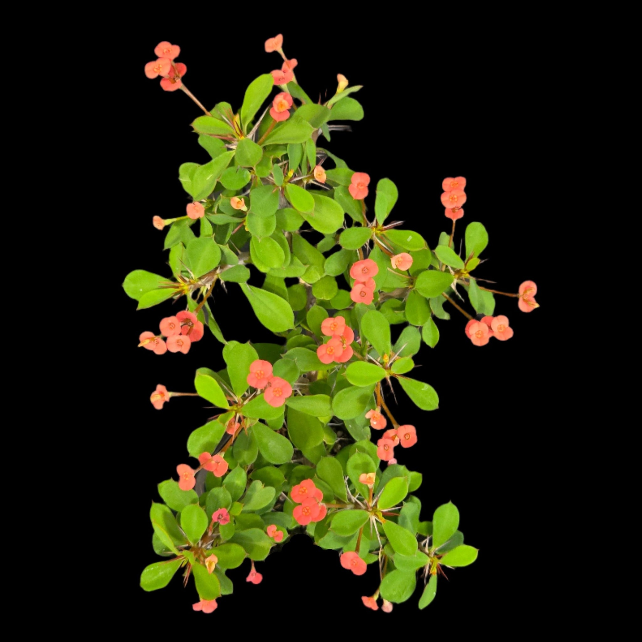 Euphorbia-milii-Lucky-Lady