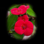 Euphorbia milii ‘Lucky Lady' - Crown of Thorns (WA Prohibited)