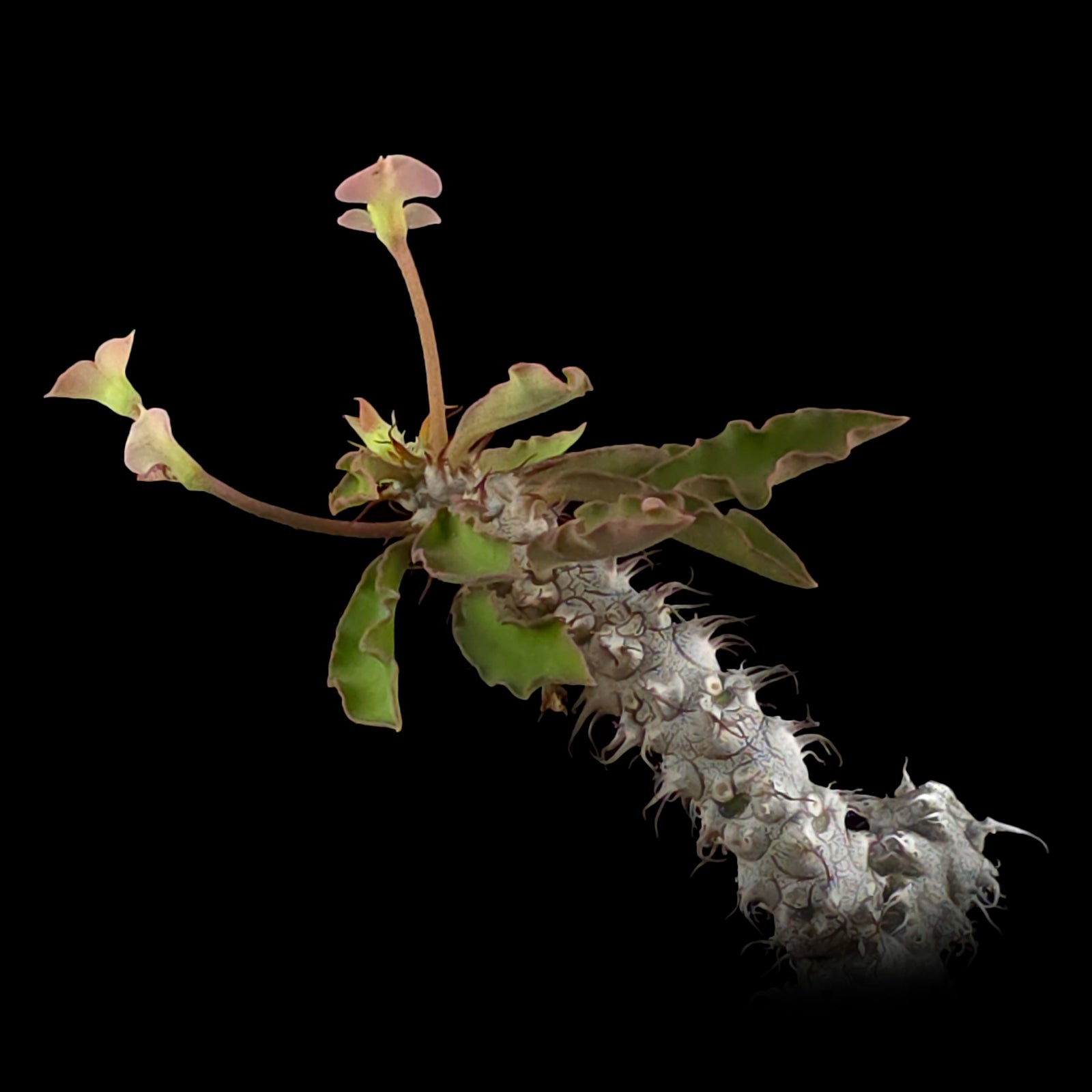 Euphorbia milii x Natwong 'Flying Dragon' (WA Prohibited)