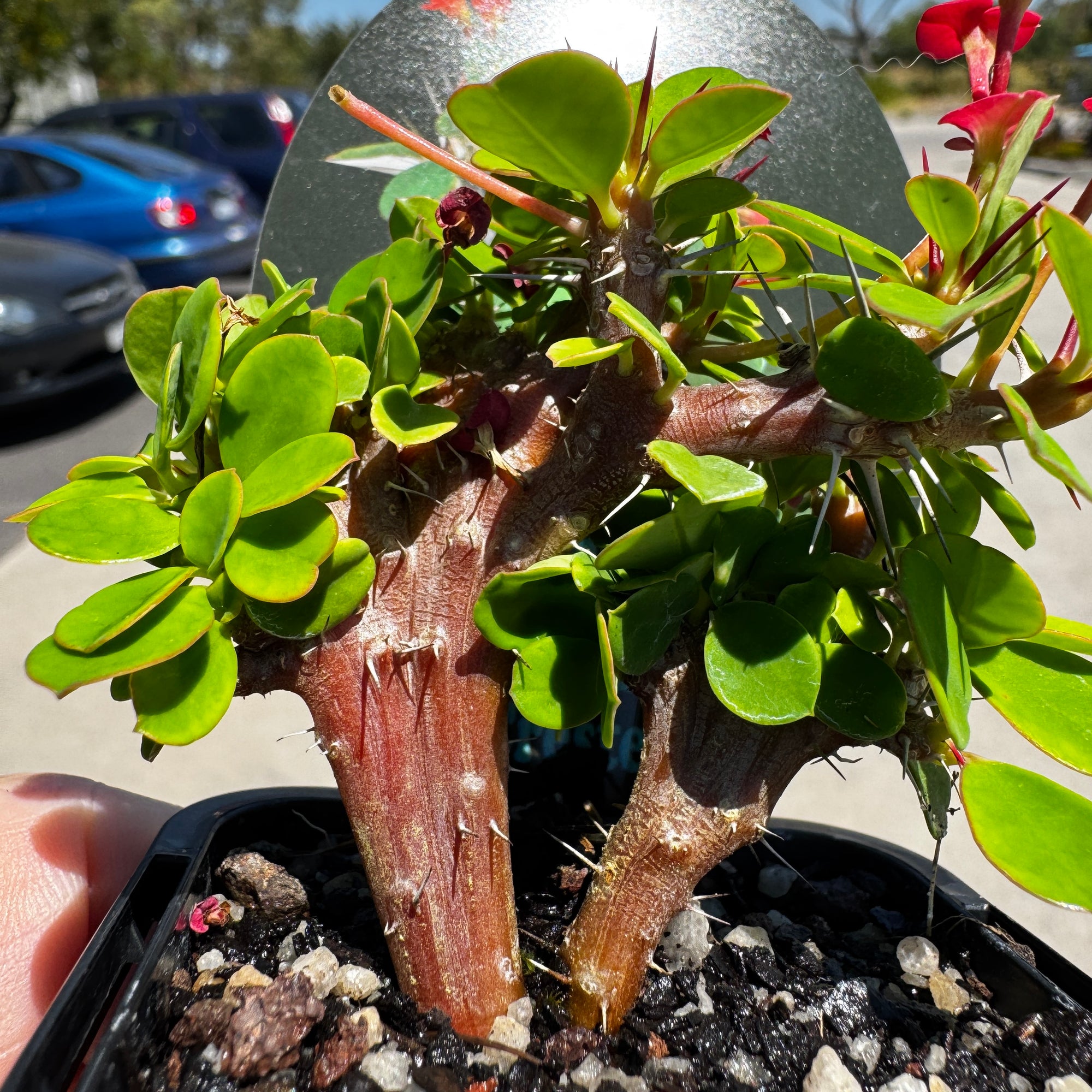 Euphorbia-millii-Lucky-Lady-crested-Plant-66-2