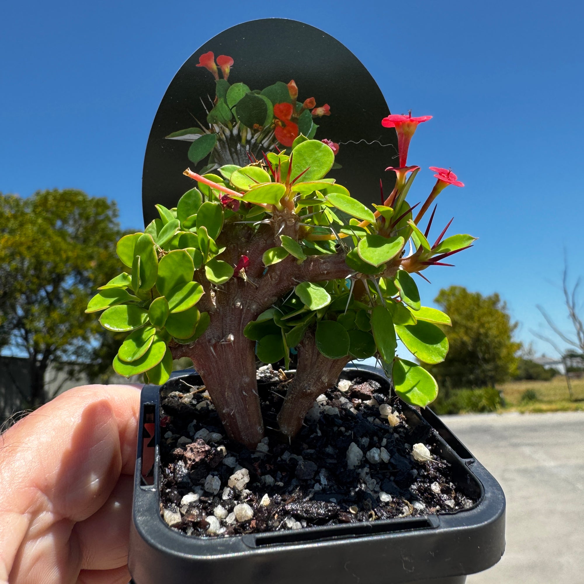 Euphorbia-millii-Lucky-Lady-crested-Plant-66