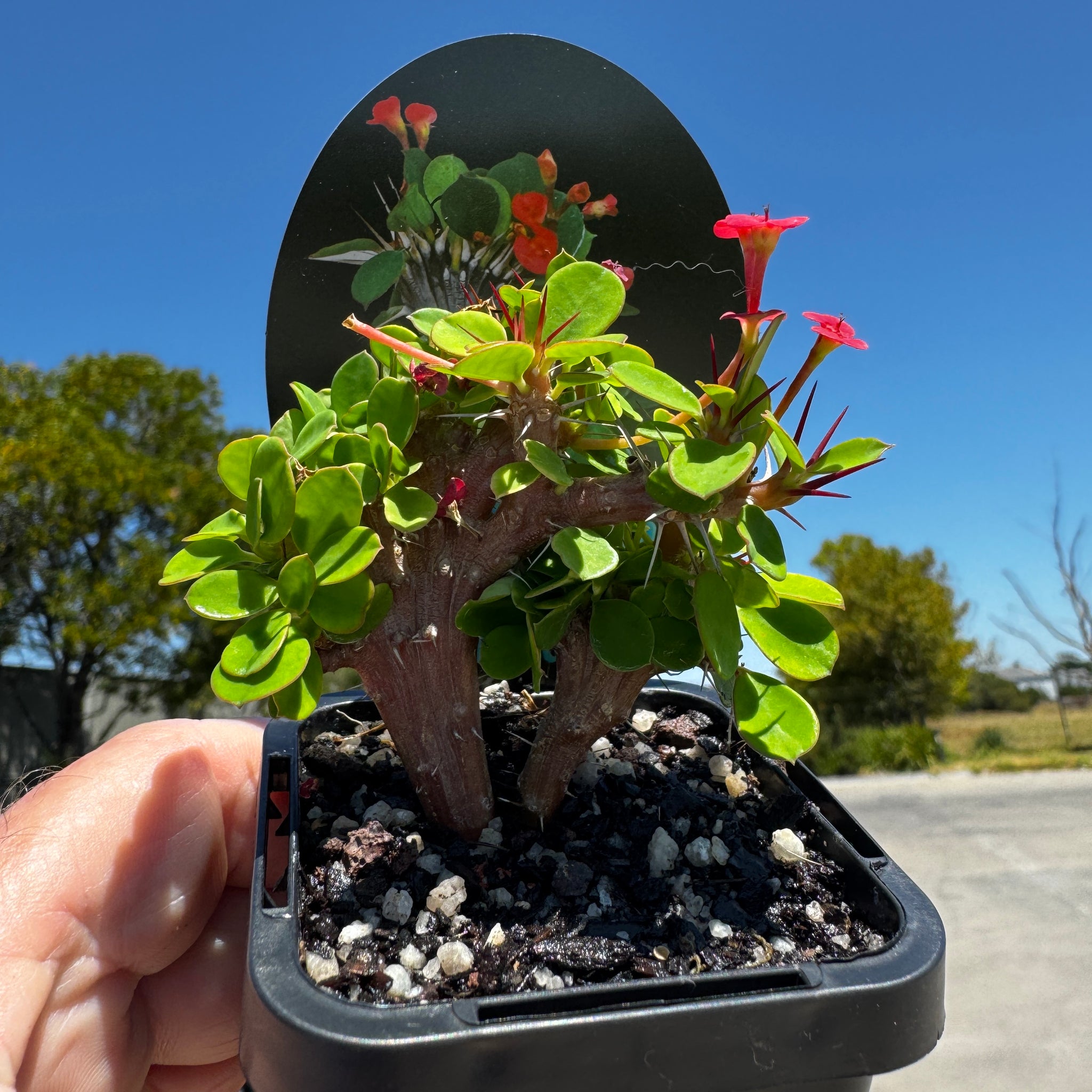 Euphorbia-millii-Lucky-Lady-crested-Plant-66