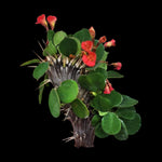 Euphorbia-millii-Lucky-Lady-crested