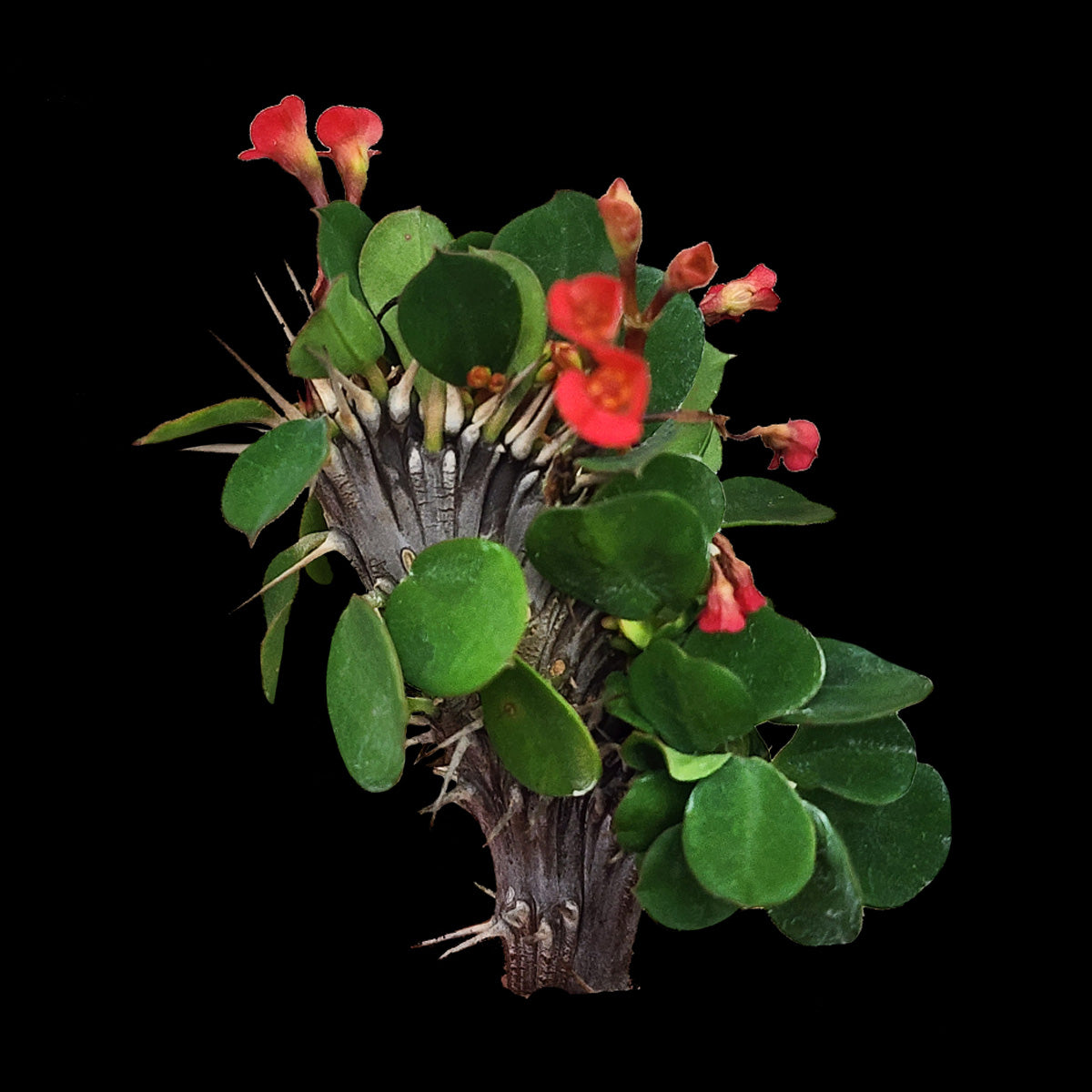 Euphorbia-millii-Lucky-Lady-crested