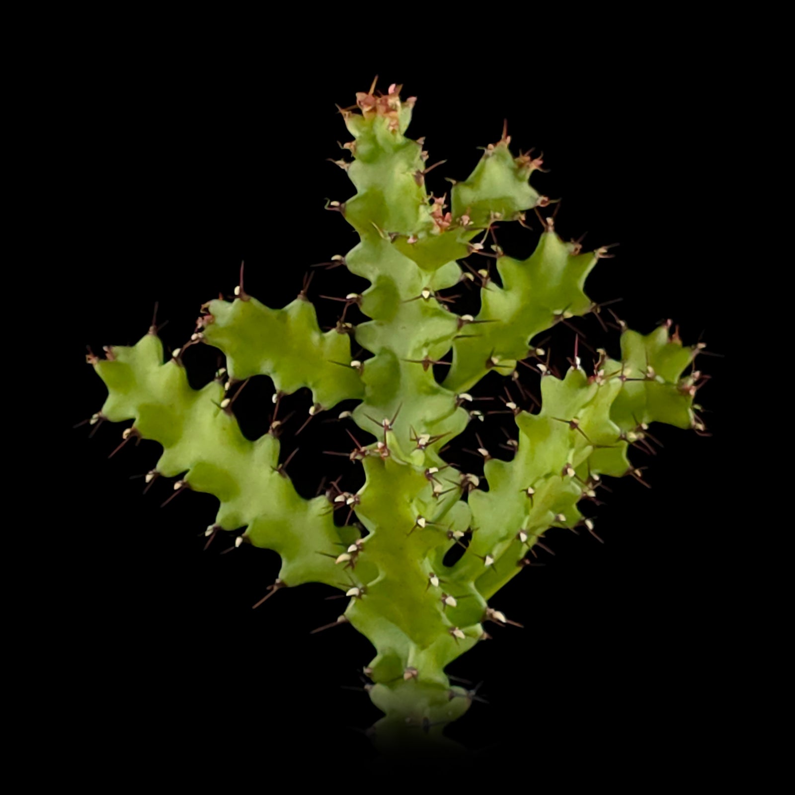 Euphorbia wakefieldii (WA Prohibited)