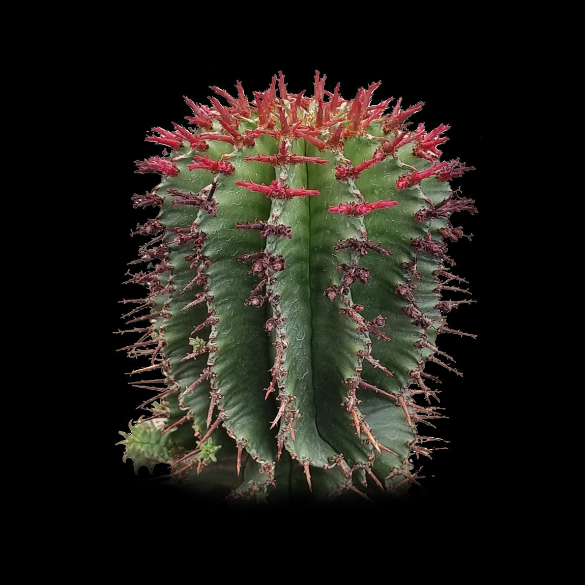 Euphorbia horrida (WA Prohibited)