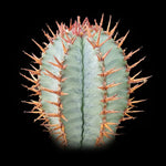 Euphorbia polygona 'Paradisian Blue' (WA Prohibited)