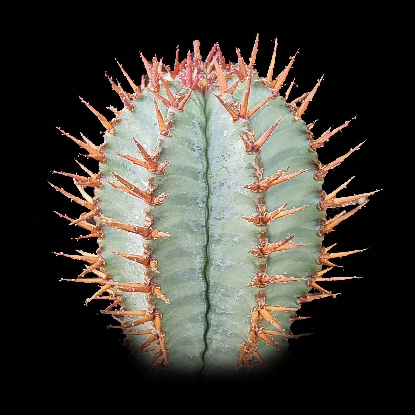 Euphorbia polygona 'Paradisian Blue' (WA Prohibited)