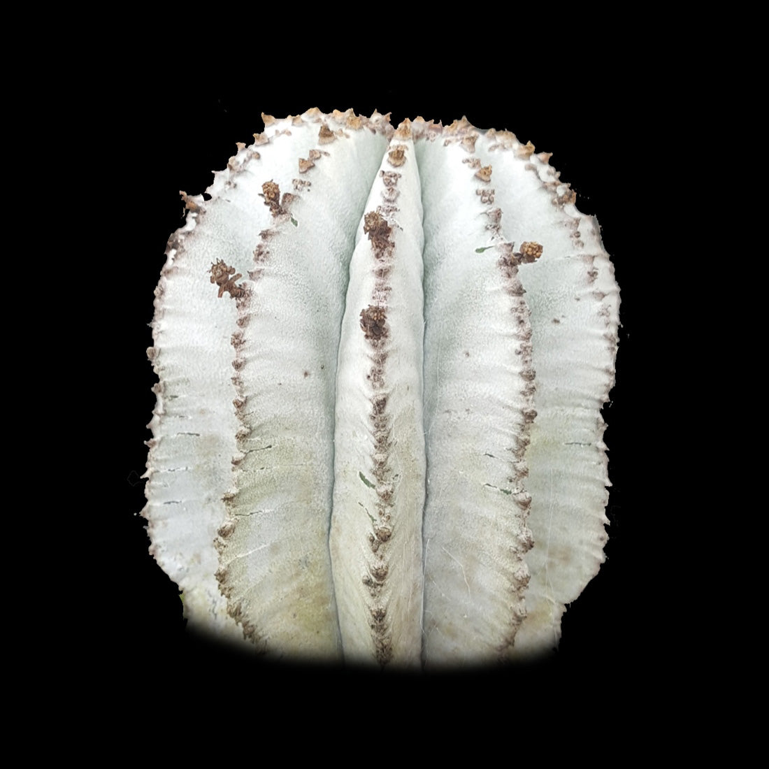 Euphorbia polygona 'Snowflake' (WA Prohibited)