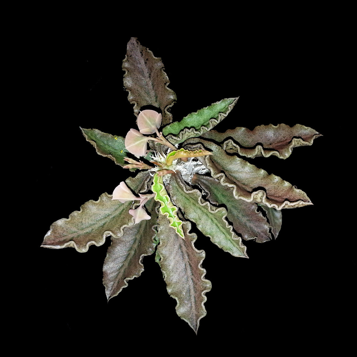 Euphorbia capsaintmariensis (WA Prohibited)