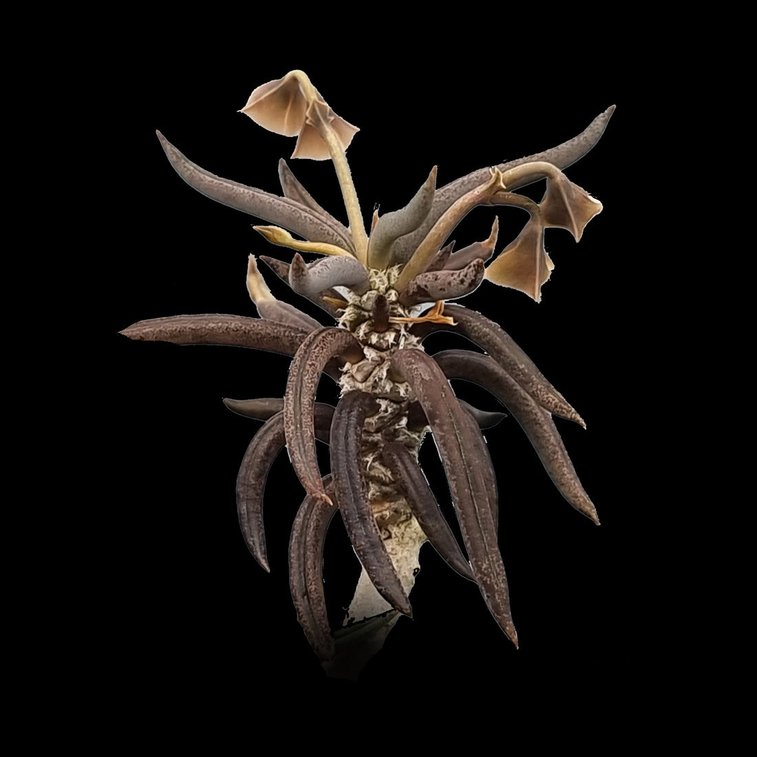 Euphorbia cylindrifolia (WA Prohibited)