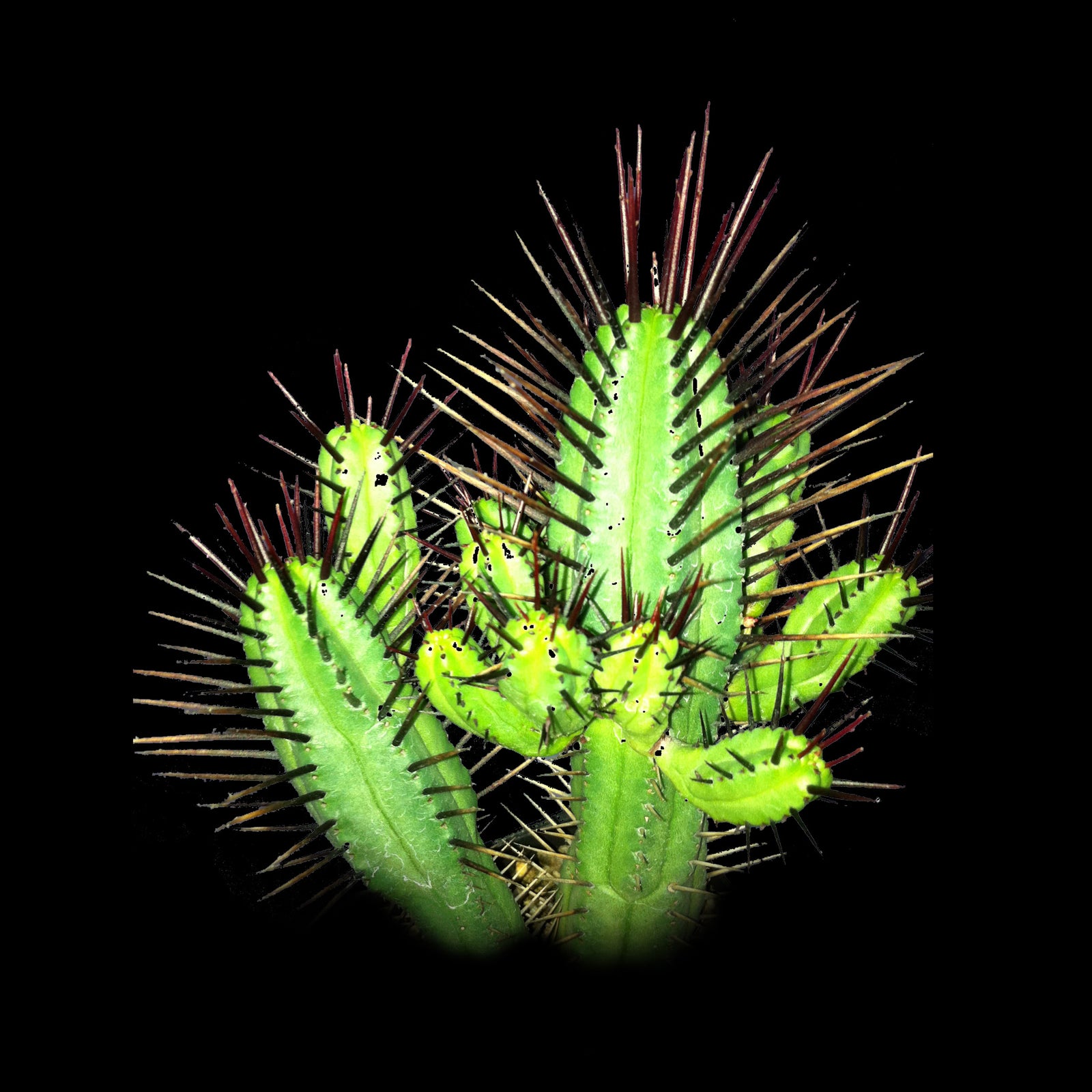 Euphorbia enopla (WA Prohibited)