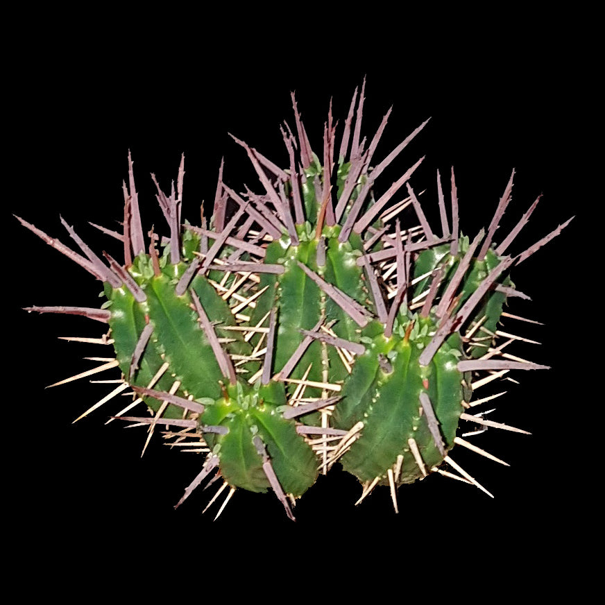 Euphorbia ferox (WA Prohibited)