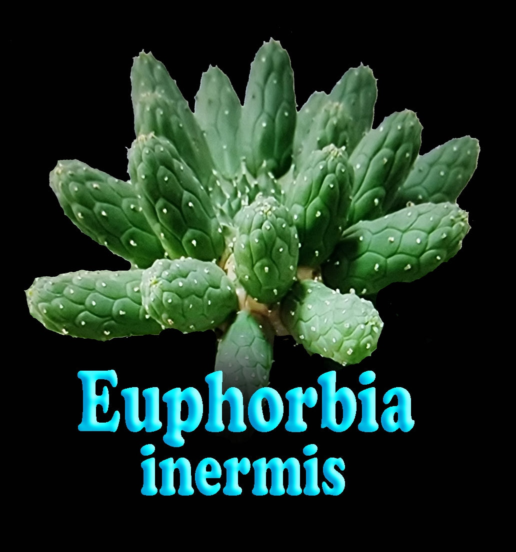 Euphorbia inermis - The Spineless Spurge (WA Prohibited)