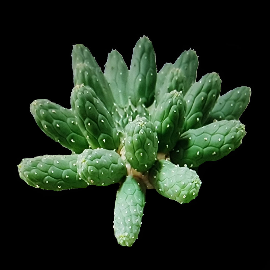 Euphorbia inermis (WA Prohibited)