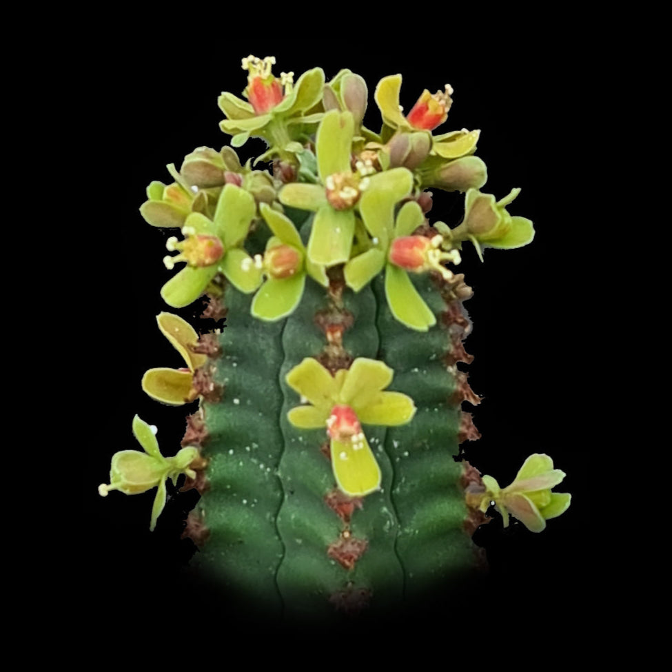 Euphorbia jansenvillensis (WA Prohibited)
