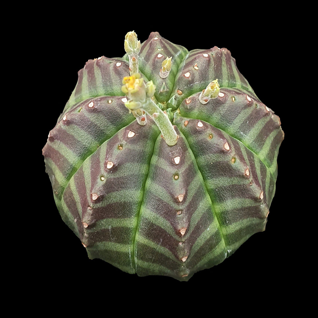 Euphorbia meloformis (WA Prohibited)