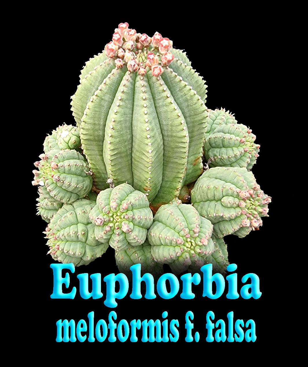 Euphorbia meloformis var. falsa - The False Melon Spurge (WA Prohibited)