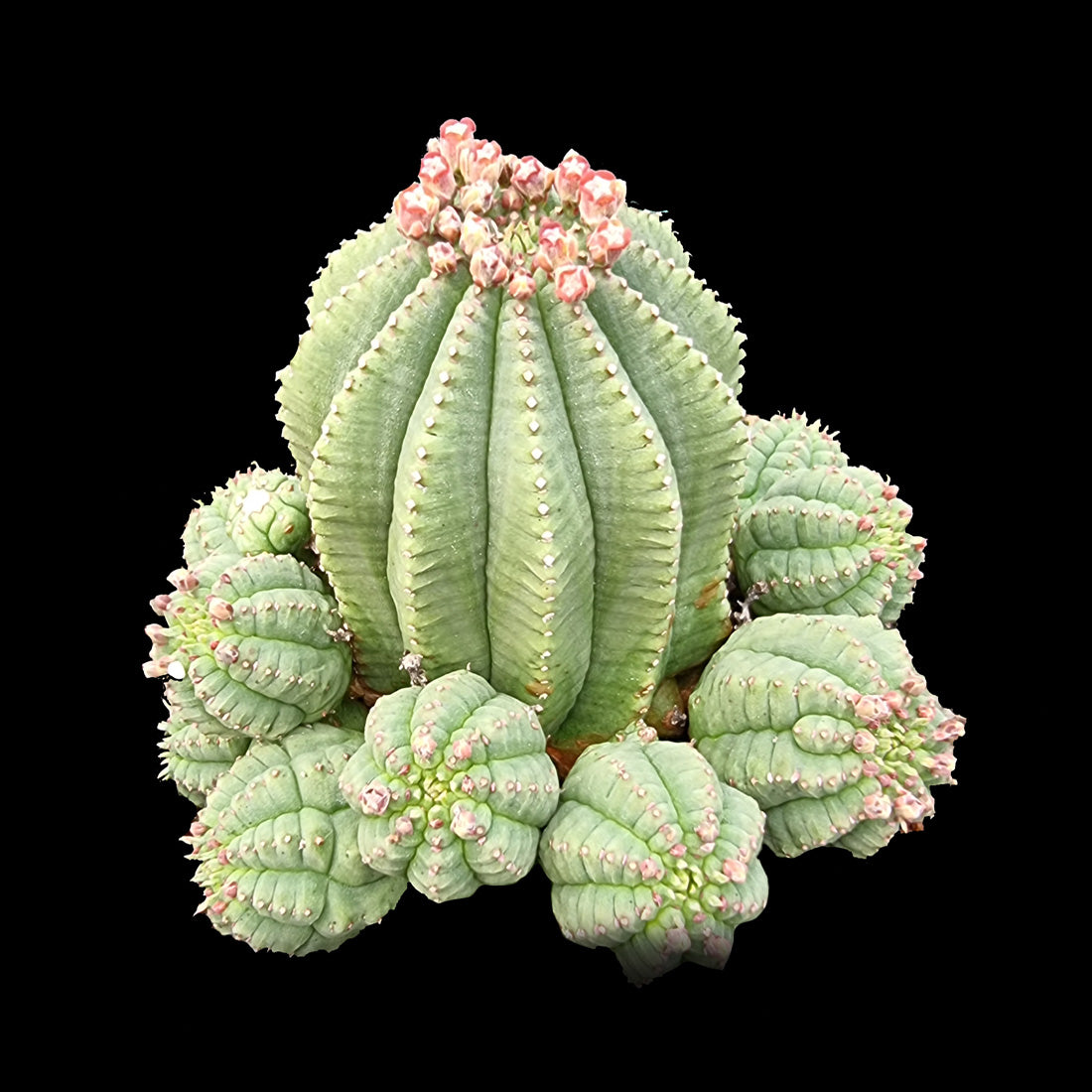 Euphorbia meloformis var. falsa - The False Melon Spurge (WA Prohibited)