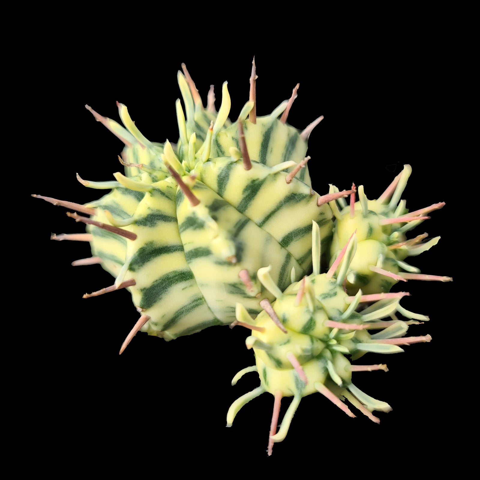 Euphorbia meloformis variegata (WA Prohibited)