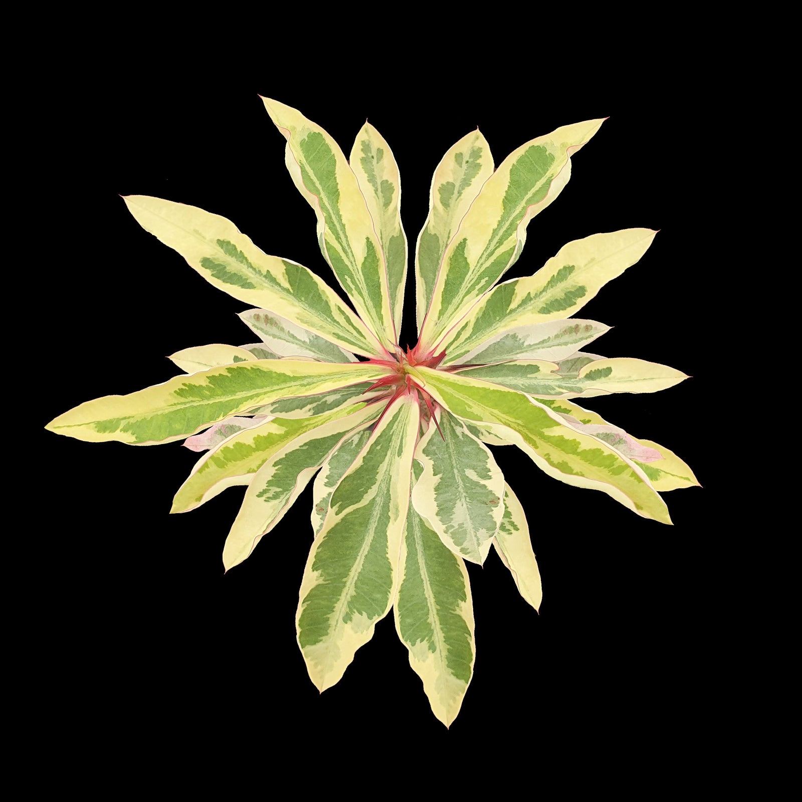 Euphorbia milii variegata - The Variegated Crown of Thorns (WA Prohibited)