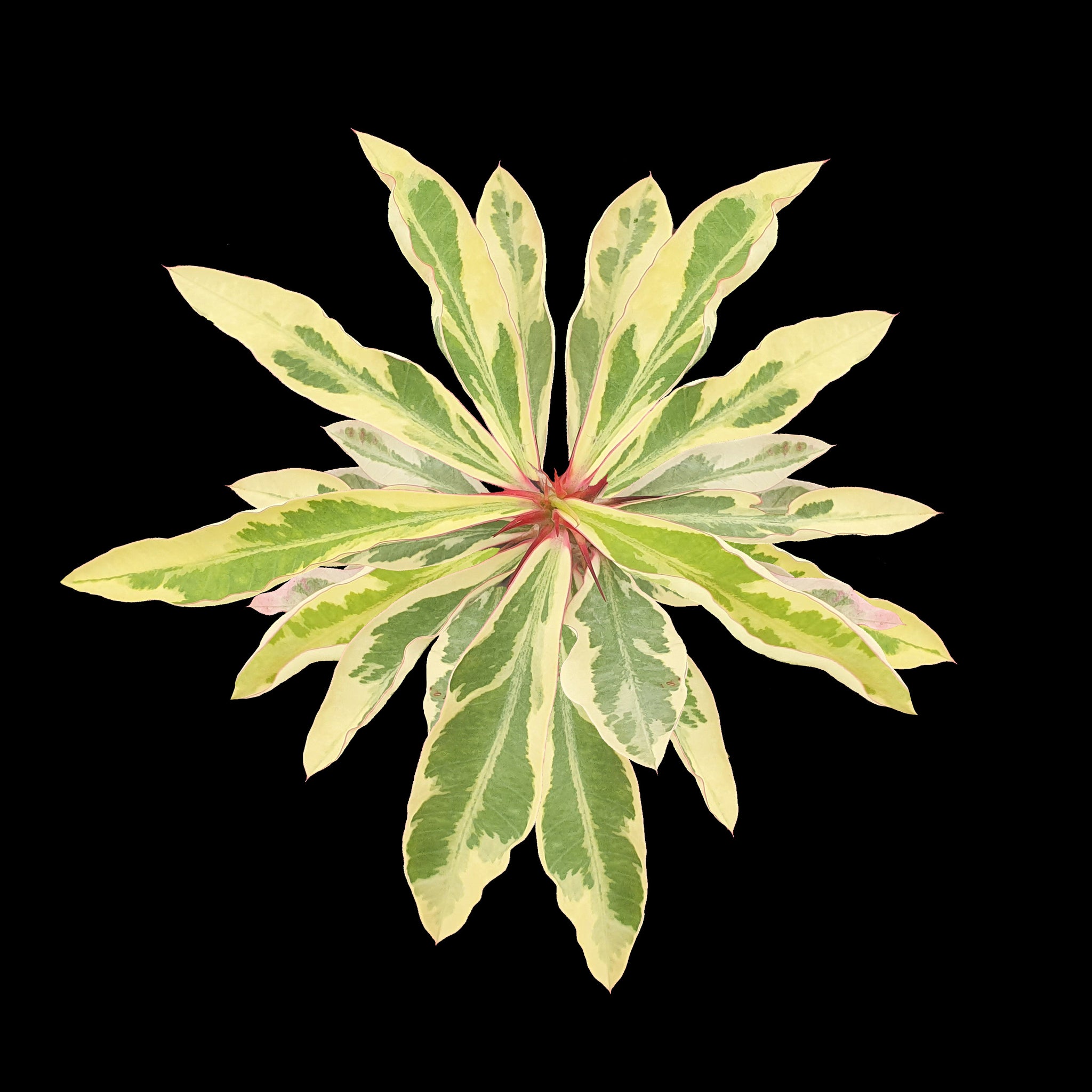 Euphorbia milii variegata - The Variegated Crown of Thorns (WA Prohibited)