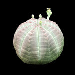 Euphorbia obesa - Baseball Plant (WA Prohibited)