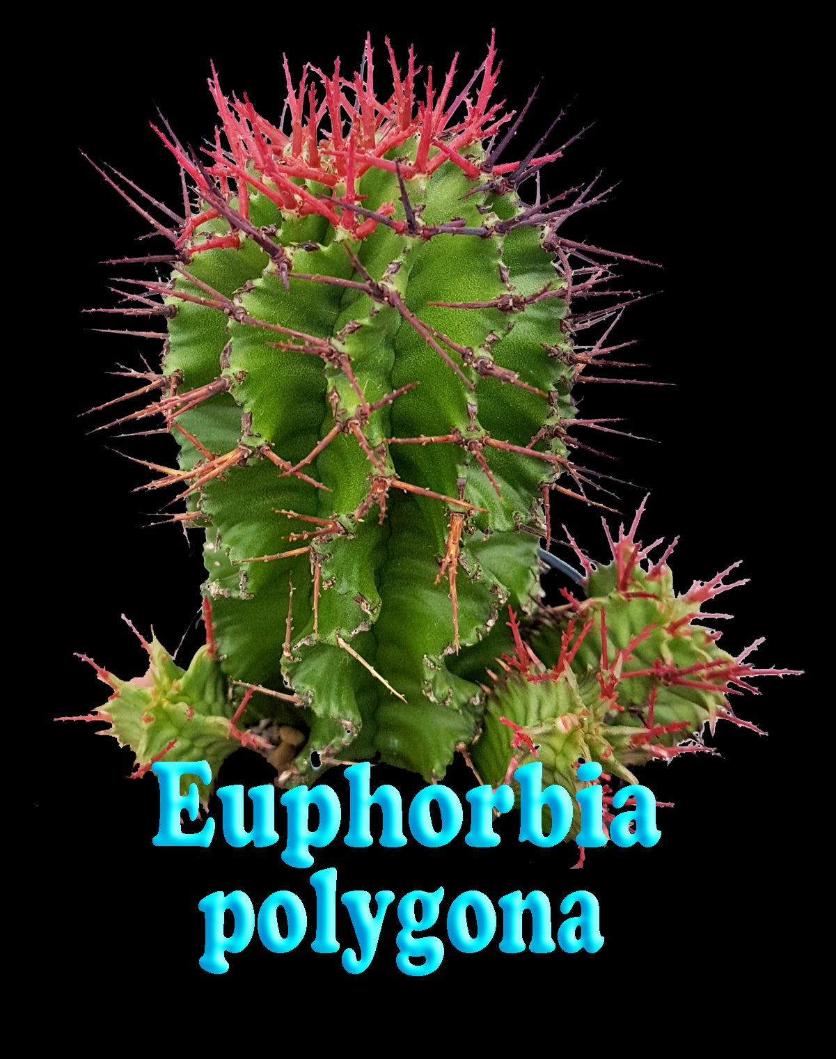 Euphorbia polygona - The Many-Ribbed Spurge (WA Prohibited)