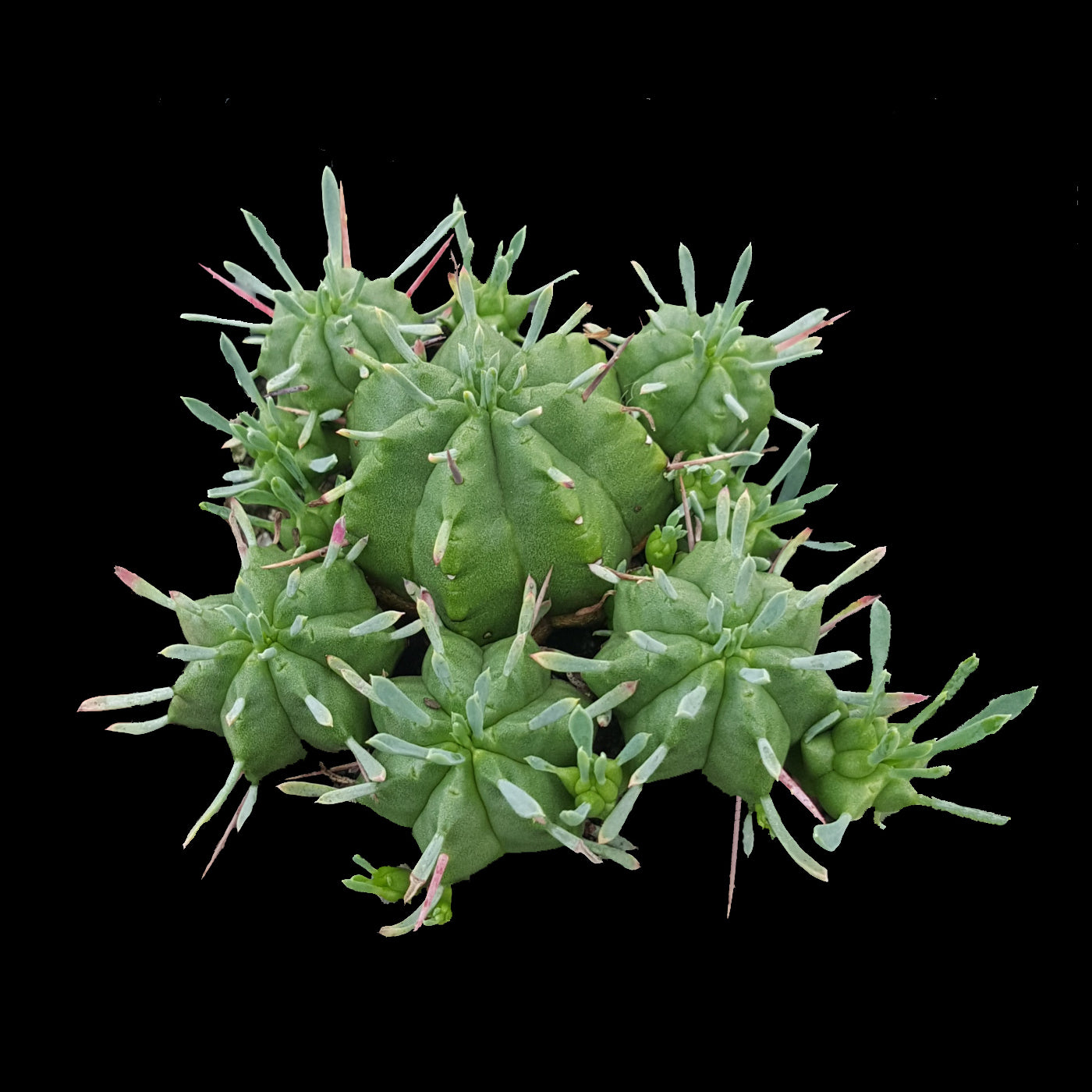 Euphorbia pulvinata (WA Prohibited)