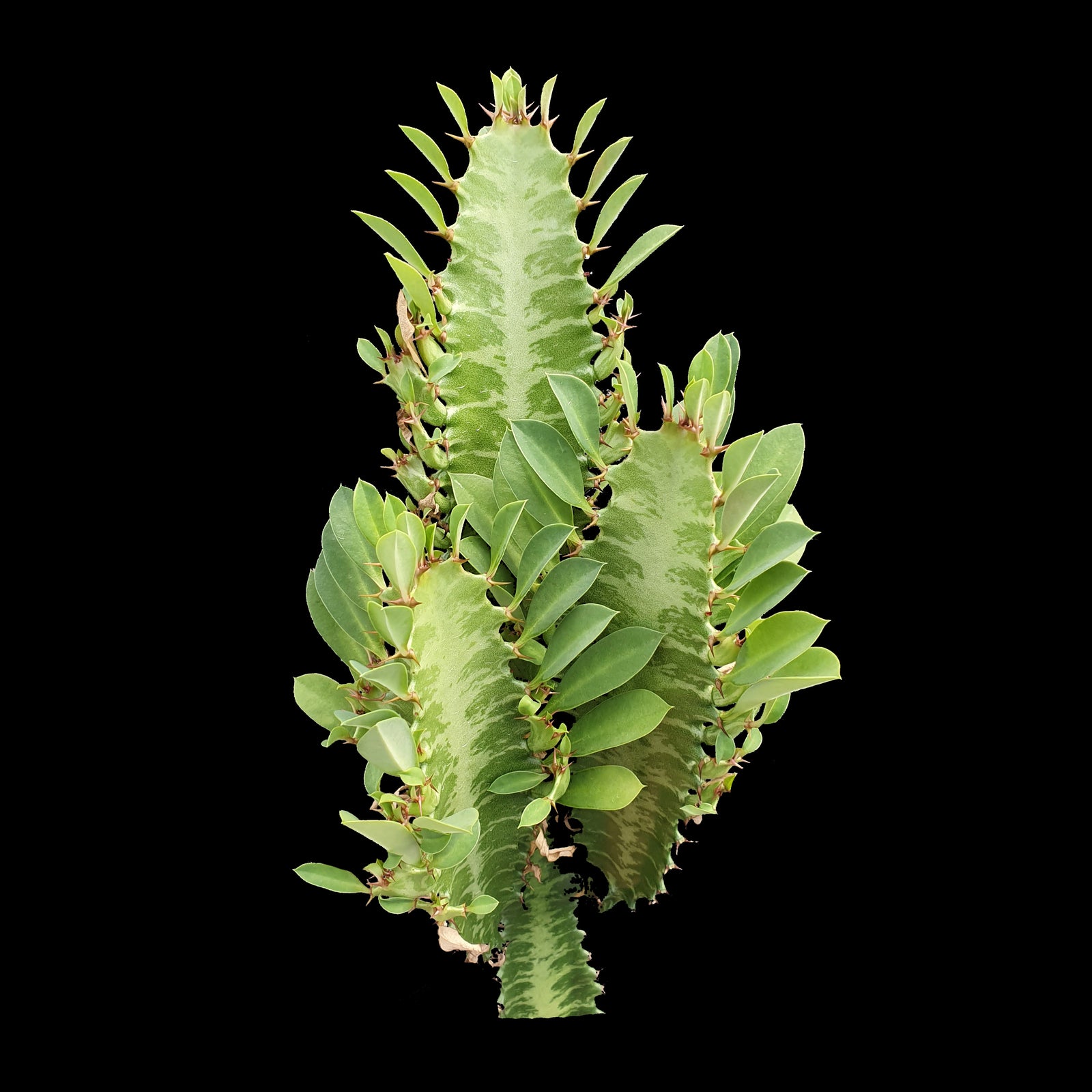 Euphorbia trigona 'Green Form' - African Milk Tree (WA Prohibited)