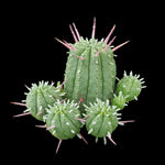 Euphorbia aggregata (WA Prohibited)