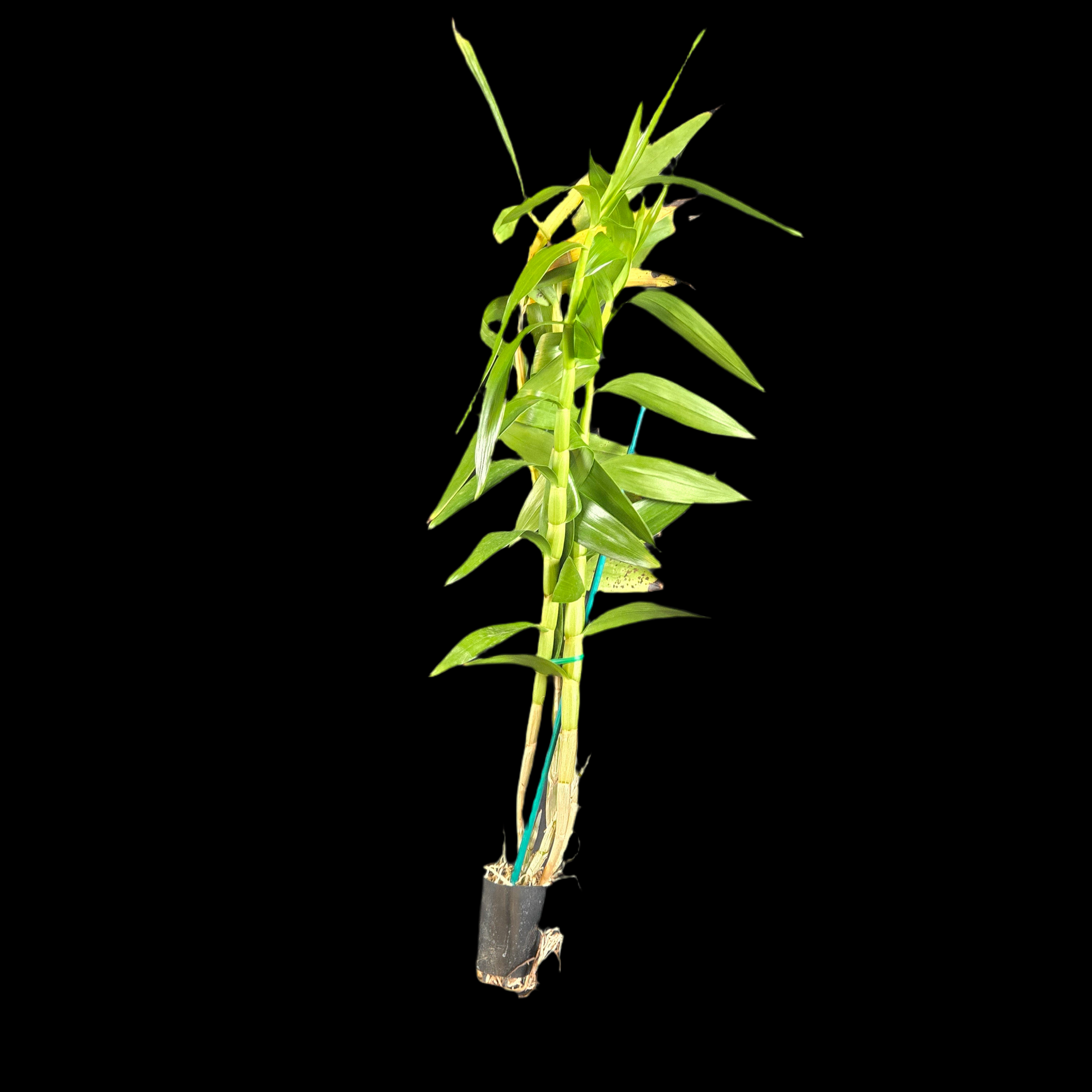 Dendrobium smillieae