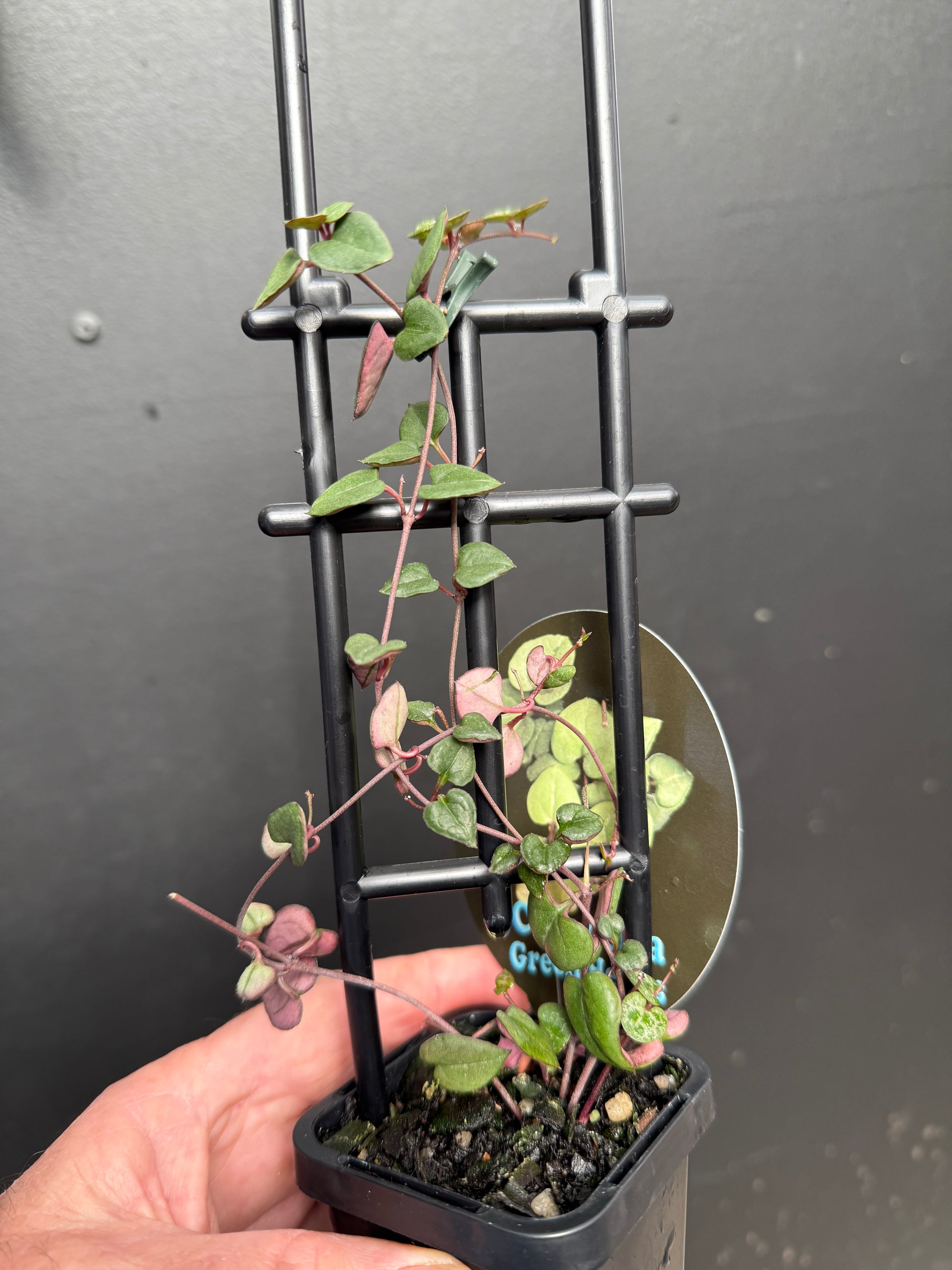 Ceropegia woodii 'Green Heart'