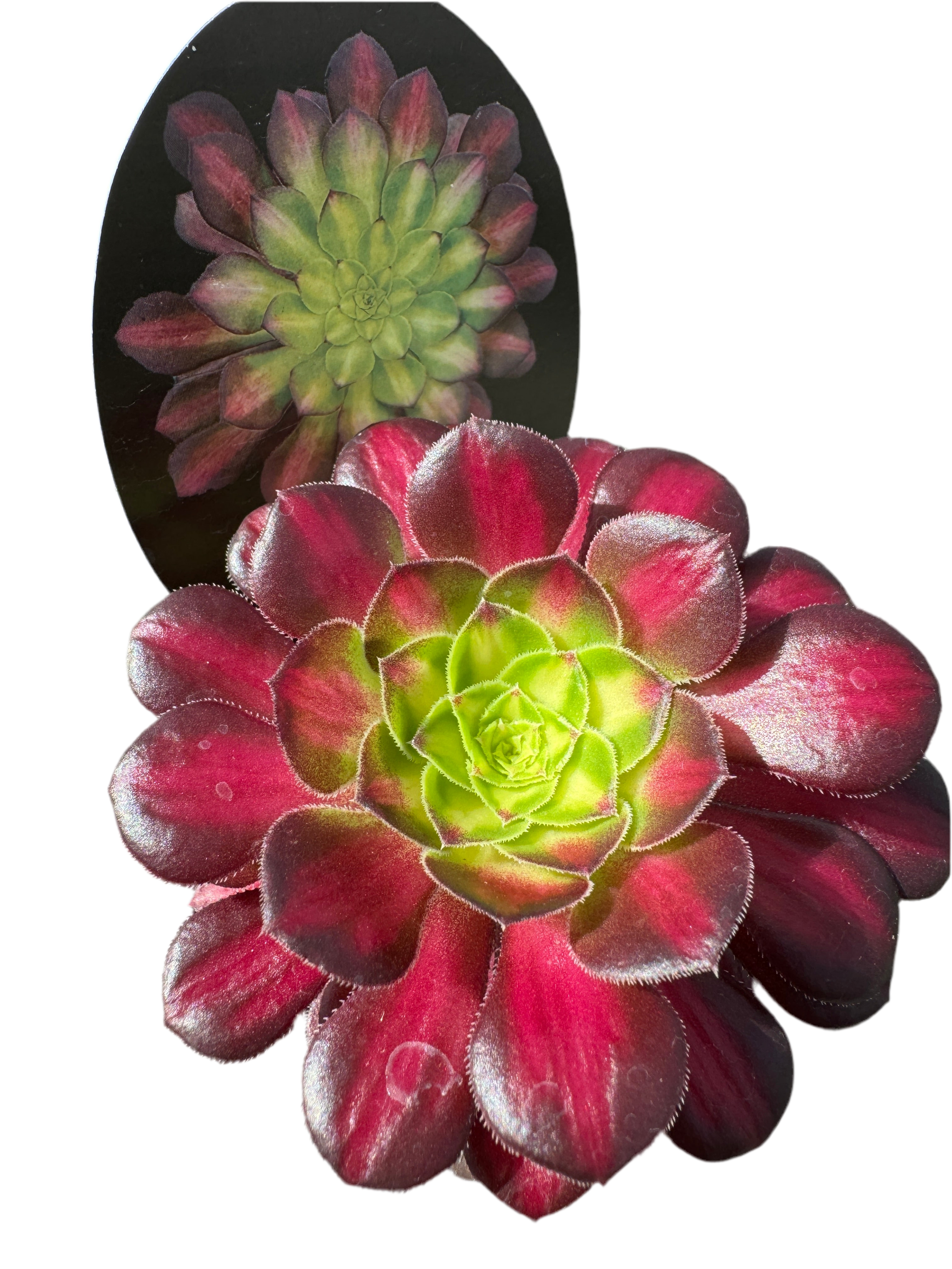 Aeonium arboreum 'Picasso'