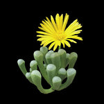 Fenestraria rhopalophylla subs. aurantiaca 'Baby Toes'