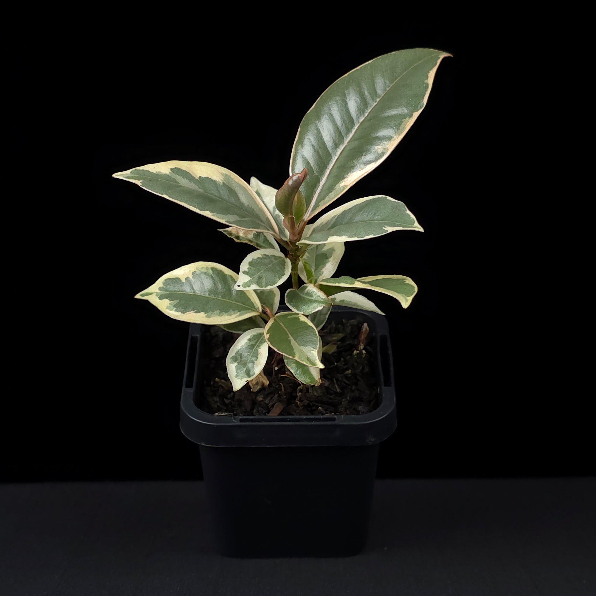 Ficus elastica 'Tineke' - Variegated Rubber Plant