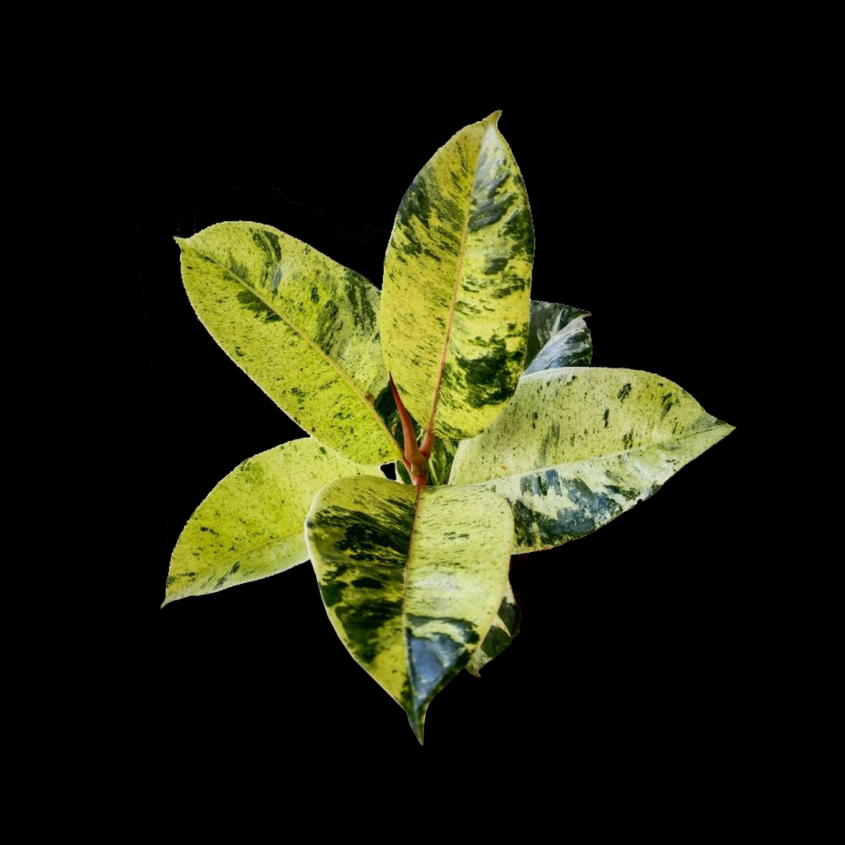 Ficus elastica 'Shivereana' - Variegated Rubber Plant