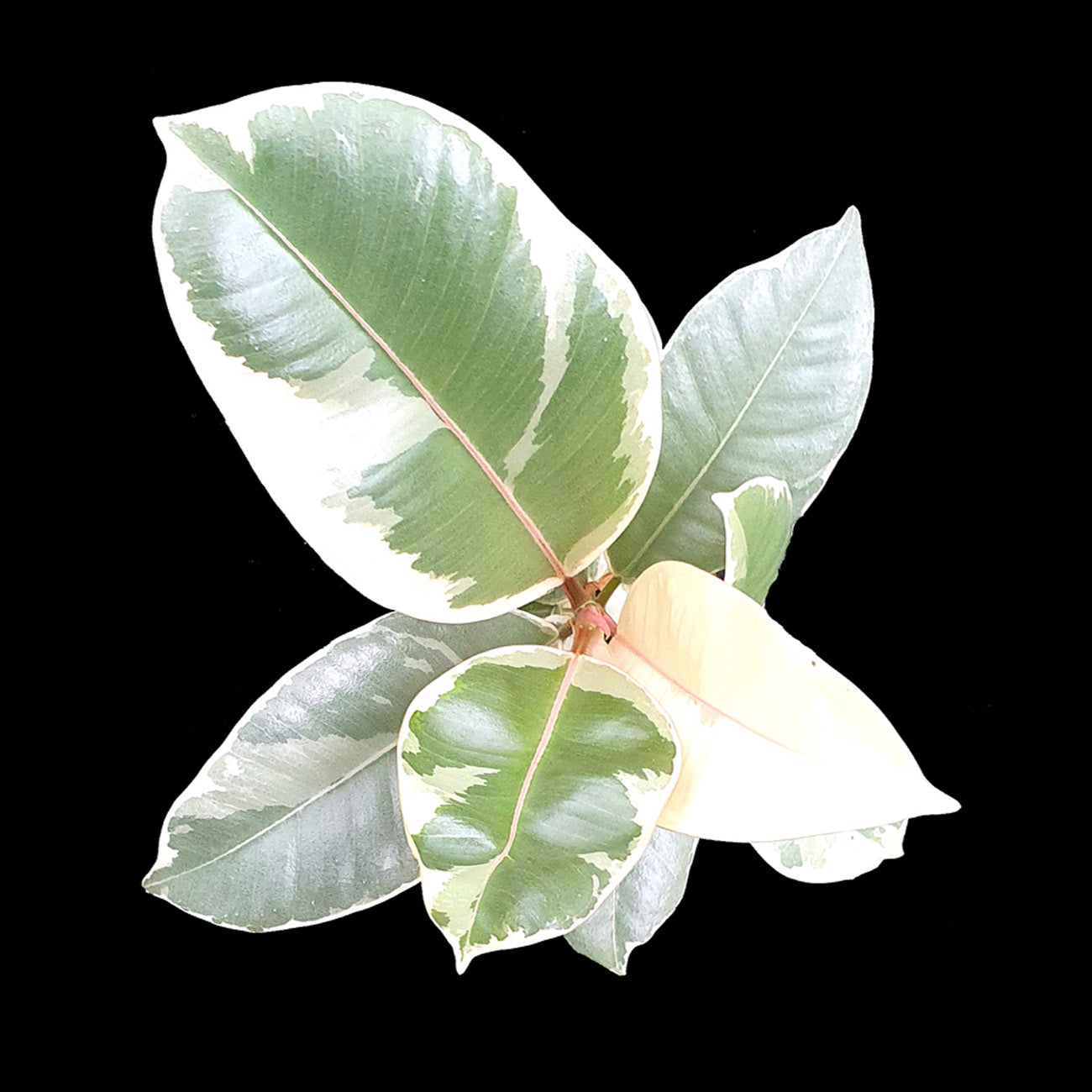 rubber tree white Ficus elastica 'Tineke'