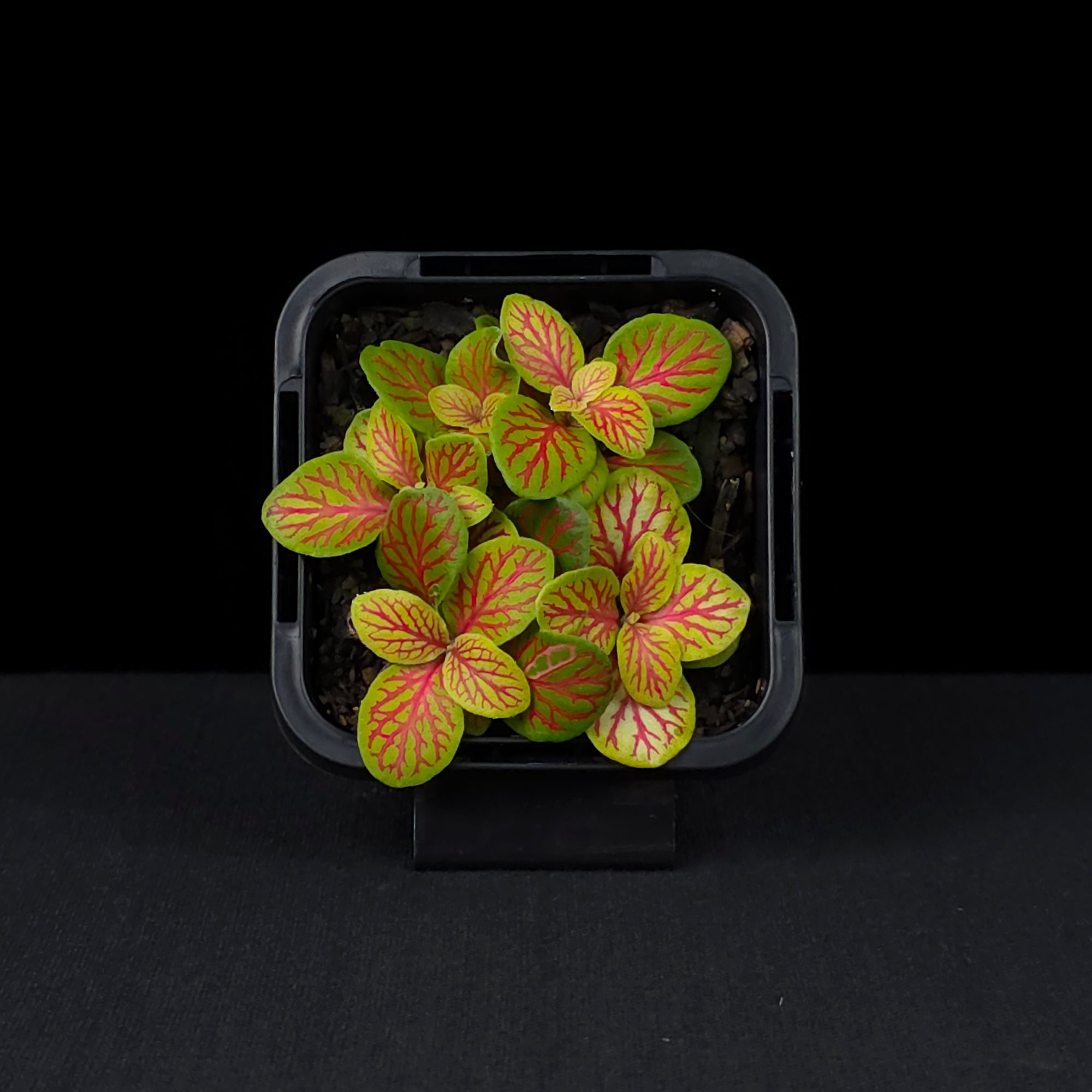 Fittonia 'Jade'